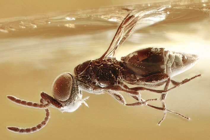 Detailed Fossil Parasitoid Wasp & Spider In Baltic Amber #357905